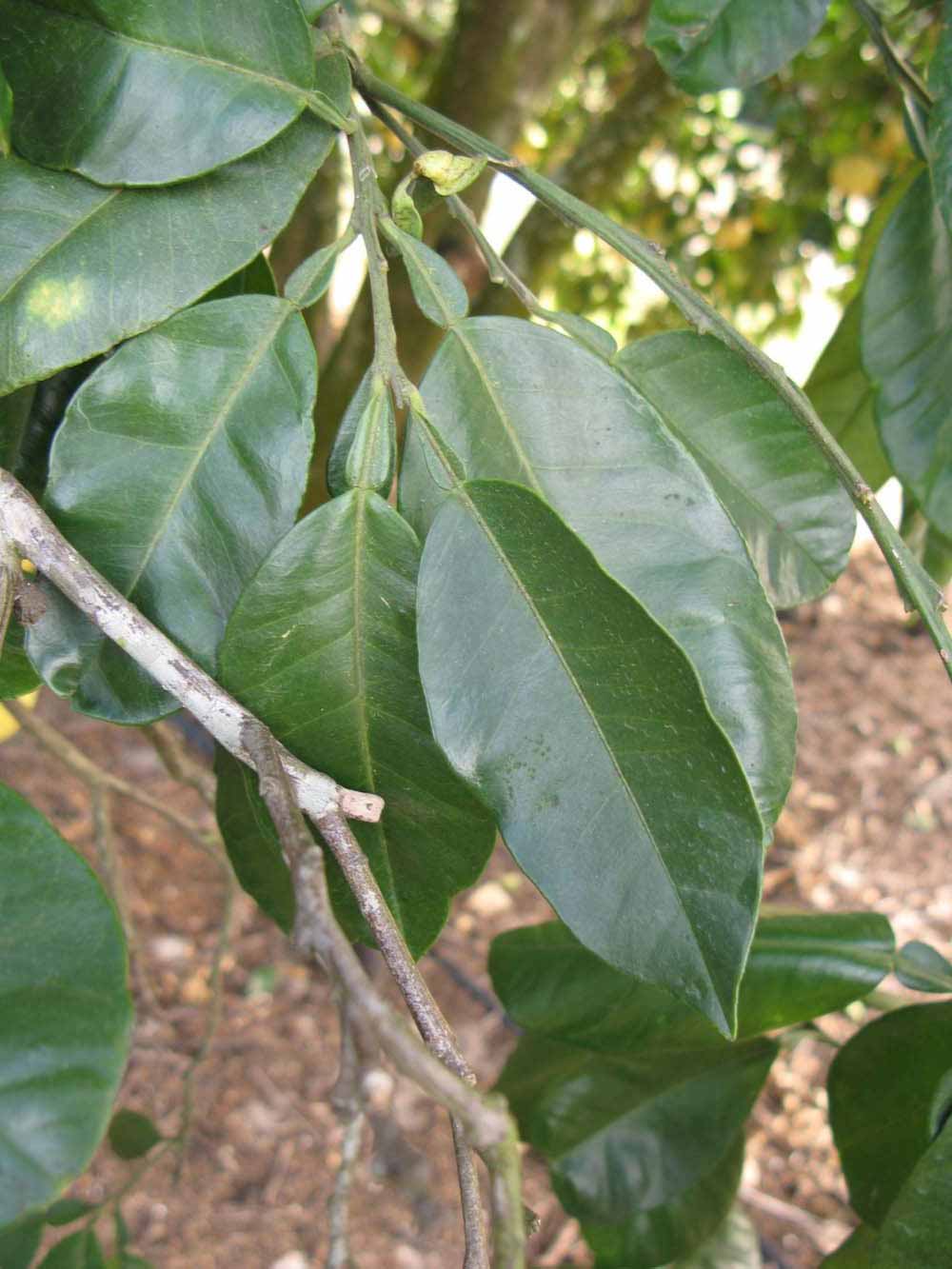            Shade leaves (Winter Haven, FL)   